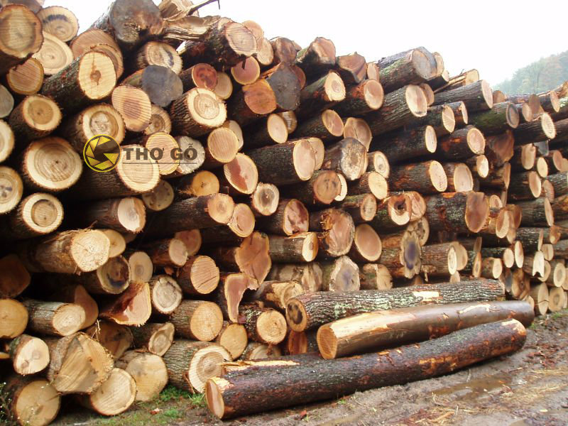 Gỗ keo là loại gỗ rất đa dạng về chủng loại