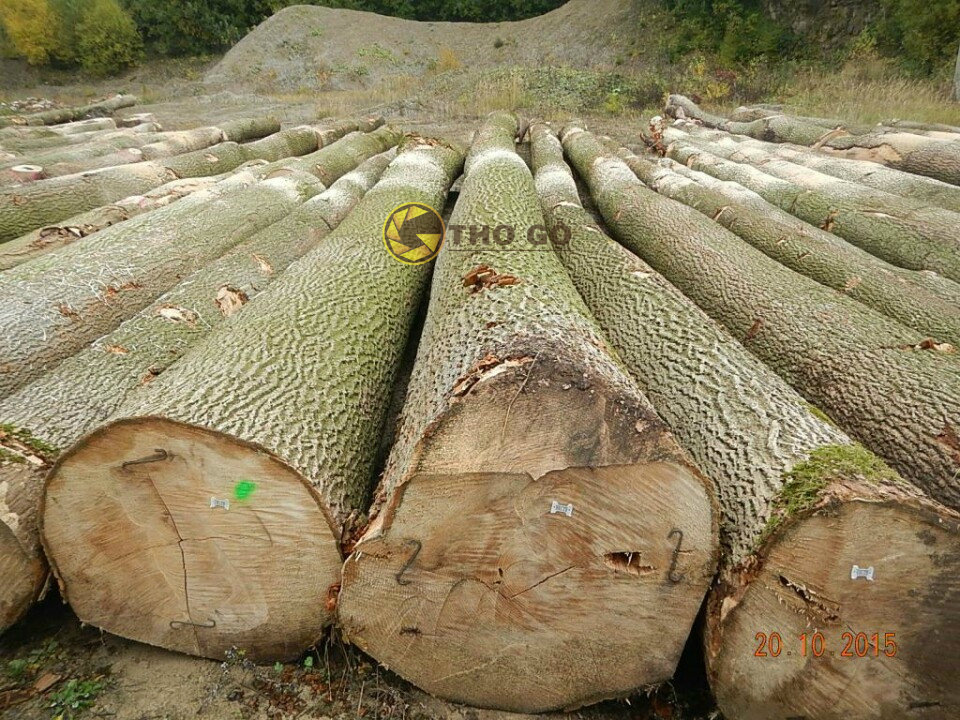Khai thác gỗ tần bì
