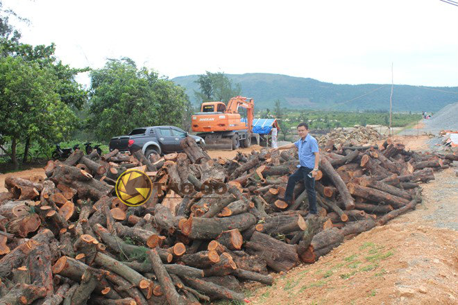 Hình ảnh bãi khai thác gỗ
