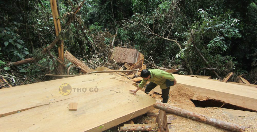 Gỗ samu là loại gỗ quý cần được bảo tồn 
